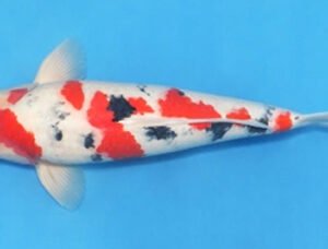 Koï Sélection - Sushui mâle 42 cm
