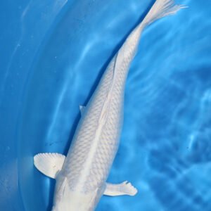 Koï Platinum Ogon