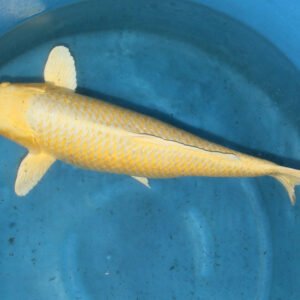 Yamabuki Ogon