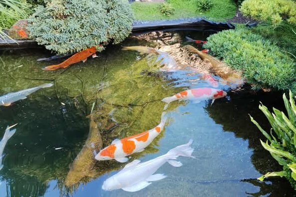 achat carpe Koi France