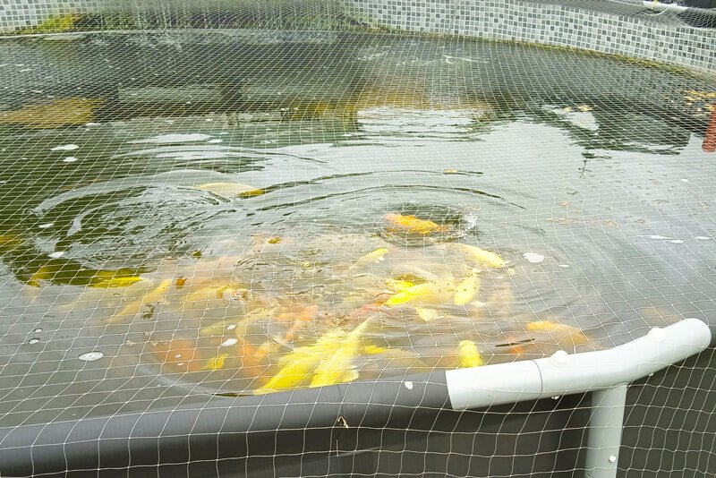 vente carpe koi française