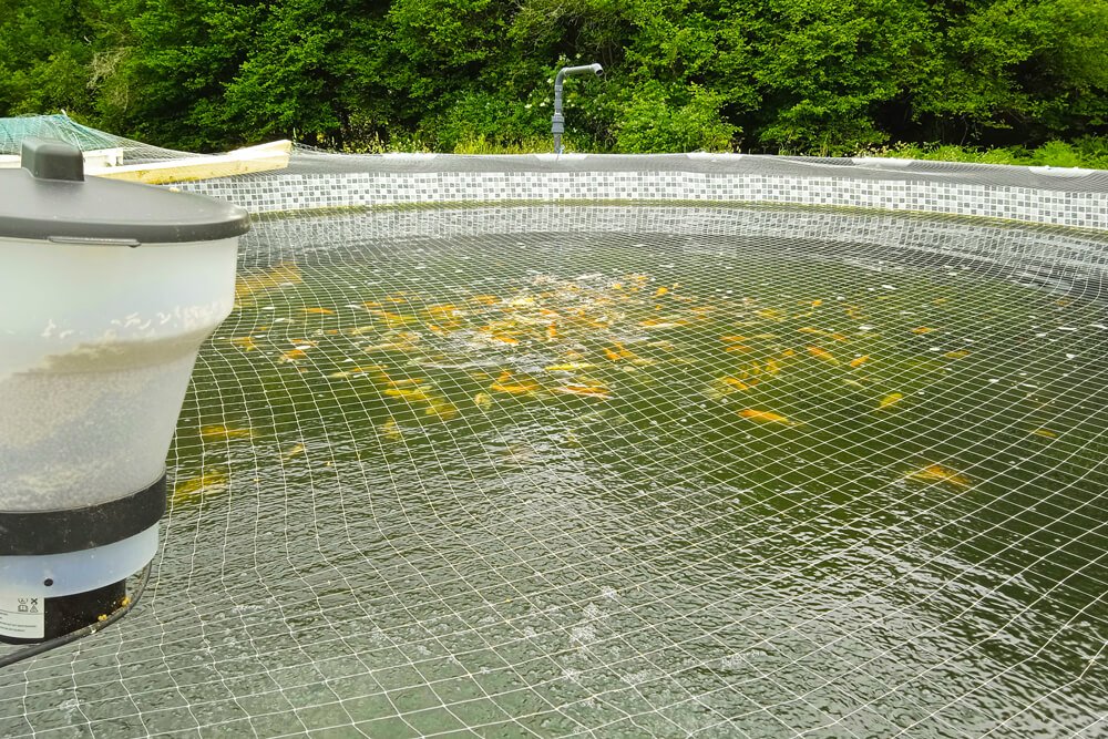 élevage carpe koi france